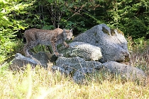 Příroda Nature